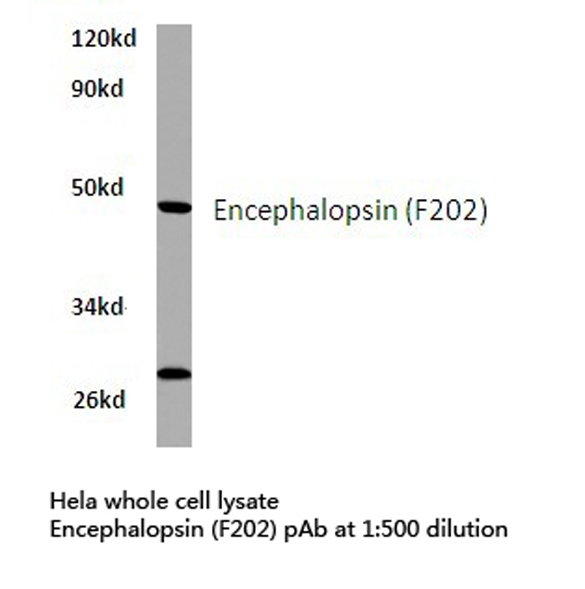 Western blot of Encephalopsin (F202) pAb in extracts from HeLa cells.
