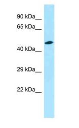 Encephalopsin / OPN3 antibody Western Blot of Mouse Small Intestine.