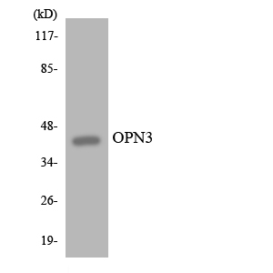 Western blot of the lysates from Jurkat cells using OPN3 antibody.