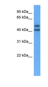 OPN3 / Encephalopsin antibody LS-C135619 Western blot of 721_B cell lysate.
