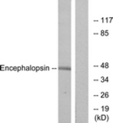 Western blot of extracts from mouse brain cells, using Encephalopsin Antibody. The lane on the right is treated with the synthesized peptide.