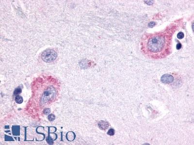 Anti-OPN3 / Encephalopsin antibody LS-A2134 IHC of human brain, neurons and glia. Immunohistochemistry of formalin-fixed, paraffin-embedded tissue after heat-induced antigen retrieval.
