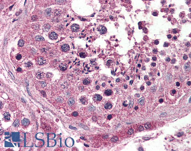 Anti-OPN3 / Encephalopsin antibody LS-A2131 IHC of human testis. Immunohistochemistry of formalin-fixed, paraffin-embedded tissue after heat-induced antigen retrieval.