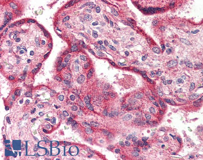 Anti-OPN3 / Encephalopsin antibody LS-A2131 IHC of human placenta. Immunohistochemistry of formalin-fixed, paraffin-embedded tissue after heat-induced antigen retrieval.