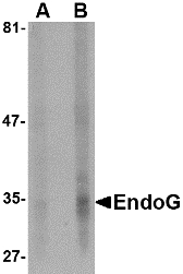 Western blot of EndoG expression in HepG2 cell lysate with EndoG antibody at (A) 5 and (B) 10 ug/ml.