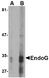 Western blot of EndoG expression in HepG2 cell lysate with EndoG antibody at (A) 2.5 and (B) 5 ug/ml.