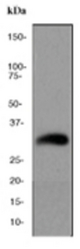 Western blot analysis on HepG2 cell lysate using anti-EndoG antibody, dilution 1:2000.