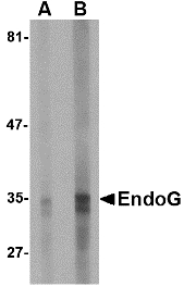 Western blot of EndoG expression in HepG2 cell lysate with EndoG antibody at (A) 5 and (B) 10 ug/ml.