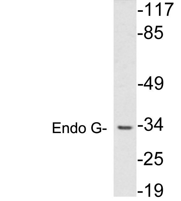 Western blot of extracts from HUVEC cells, using Endo G antibody.