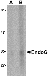 Western blot of EndoG expression in HepG2 cell lysate with EndoG antibody at (A) 5 and (B) 10 ug/ml.