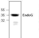 Western blot of Endonuclease G / ENDOG antibody LS-C146901.