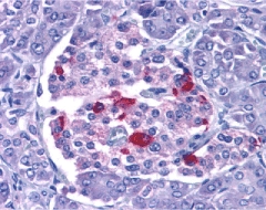 Immunohistochemistry of EndoG in human pancreas with EndoG antibody at 15 ug/ml.