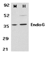 Western blot of EndoG in mouse (M) 3T3 and human (H) HepG2 cell lysates with EndoG antibody at 2 ug/ml.