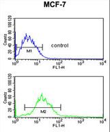 ENDOG Antibody flow cytometry of MCF-7 cells (bottom histogram) compared to a negative control cell (top histogram). FITC-conjugated goat-anti-rabbit secondary antibodies were used for the analysis.