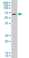 EOMES monoclonal antibody (M12), clone 1A8 Western Blot analysis of EOMES expression in IMR-32.