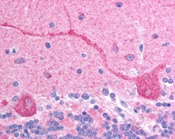 Antibody (2.5 ug/ml) staining of paraffin embedded human brain (cerebellum). Steamed antigen retrieval with citrate buffer pH 6, AP-staining.