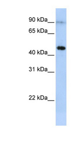 EPX antibody LS-C101929 Western blot of MCF7 cell lysate.
