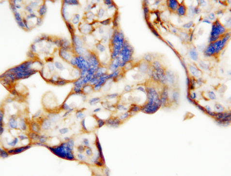 Erythropoietin / EPO antibody. IHC(P): Human Placenta Tissue.
