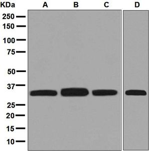 Western blot analysis on (A) K562, (B) Jurkat, (C) Caco-2, and (D) HeLa cell lysates using anti-ESD antibody.