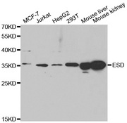Western blot analysis of extracts of various cell lines, using ESD antibody.