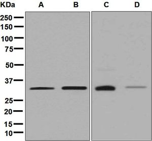 Western blot analysis on (A) K562, (B) Jurkat, (C) Caco-2, and (D) HeLa cell lysates using anti-ESD antibody.