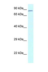 CNOT3 antibody LS-C145765 Western blot of Rat Liver lysate. Antibody concentration 1 ug/ml.