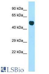CNOT3 antibody Western Blot of Rat Thymus. Antibody dilution: 1 ug/ml.