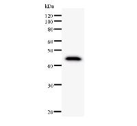 Western blot analysis of immunized recombinant protein, using anti-CNOT3 monoclonal antibody.
