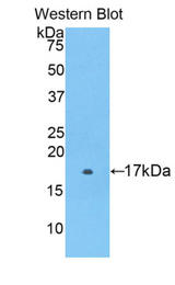 Western blot of recombinant F2RL1 / PAR2.