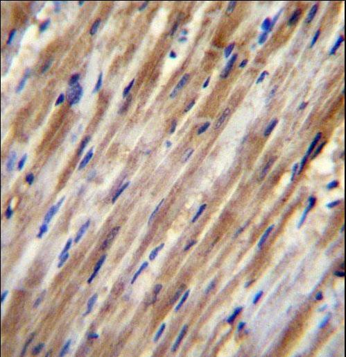 F2RL2 Antibody immunohistochemistry of formalin-fixed and paraffin-embedded human heart tissue followed by peroxidase-conjugated secondary antibody and DAB staining.