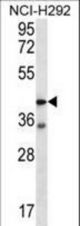 F2RL2 Antibody western blot of NCI-H292 cell line lysates (35 ug/lane). The F2RL2 antibody detected the F2RL2 protein (arrow).
