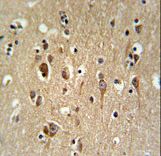 FA2H Antibody IHC of formalin-fixed and paraffin-embedded brain tissue followed by peroxidase-conjugated secondary antibody and DAB staining.