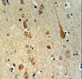 FAAH2 Antibody IHC of formalin-fixed and paraffin-embedded human brain tissue followed by peroxidase-conjugated secondary antibody and DAB staining.