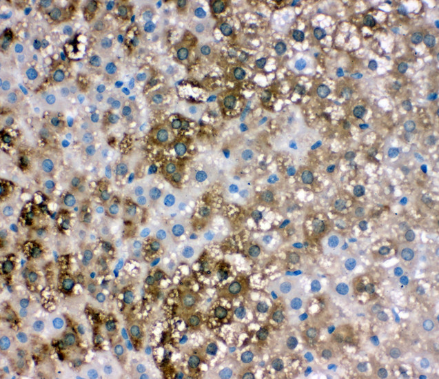 FABP1 / L-FABP antibody. IHC(P): Rat Liver Tissue.