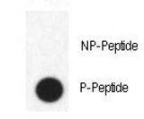 Dot blot of anti-Phospho-FABP4-pY20 Antibody on nitrocellulose membrane. 50ng of Phospho-peptide or Non Phospho-peptide per dot were adsorbed. Antibody working concentrations are 0.5ug per ml.