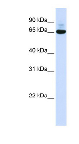 CNOT4 antibody LS-C109893 Western blot of 293T cell lysate.