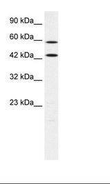HepG2 Cell Lysate.