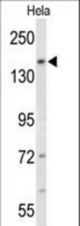 Western blot of FNDC3B Antibody in HeLa cell line lysates (35 ug/lane). FNDC3B (arrow) was detected using the purified antibody.