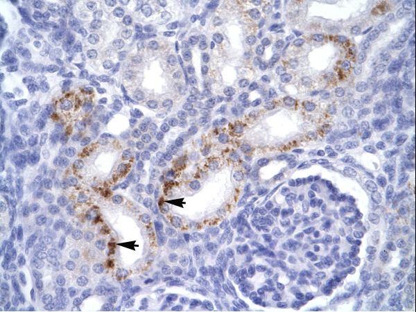 FADD antibody LS-C29901 was used in IHC to stain formalin-fixed, paraffin-embedded human kidney.