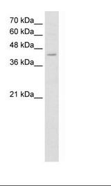 K562 Cell Lysate