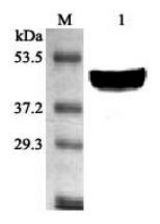 Western blot analysis using anti-SCD1 (mouse), pAb at 1:2000 dilution. 1: Mouse liver cell lysate.