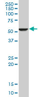 monoclonal antibody, clone 2D9. Western blot of expression in HeLa NE.