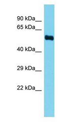 FADS3 antibody Western Blot of Rat Kidney. Antibody dilution: 1 ug/ml.