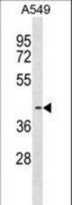 FADS3 Antibody western blot of A549 cell line lysates (35 ug/lane). The FADS3 antibody detected the FADS3 protein (arrow).