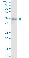 FADS3 monoclonal antibody (M07), clone 3D2. Western Blot analysis of FADS3 expression in human placenta.