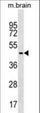 FAF2 Antibody western blot of mouse brain tissue lysates (35 ug/lane). The FAF2 antibody detected the FAF2 protein (arrow).