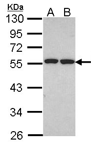 Sample (30 ug of whole cell lysate). A: H1299, B: Hela. 10% SDS PAGE. FAF2 antibody diluted at 1:1000.