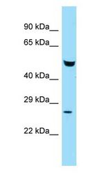 FAF2 / ETEA antibody Western Blot of Mouse Liver.