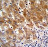 FAH Antibody immunohistochemistry of formalin-fixed and paraffin-embedded human liver tissue followed by peroxidase-conjugated secondary antibody and DAB staining.