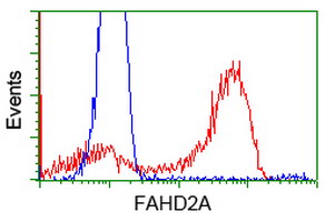 HEK293T cells transfected with either overexpress plasmid (Red) or empty vector control plasmid (Blue) were immunostained by anti-FAHD2A antibody, and then analyzed by flow cytometry.